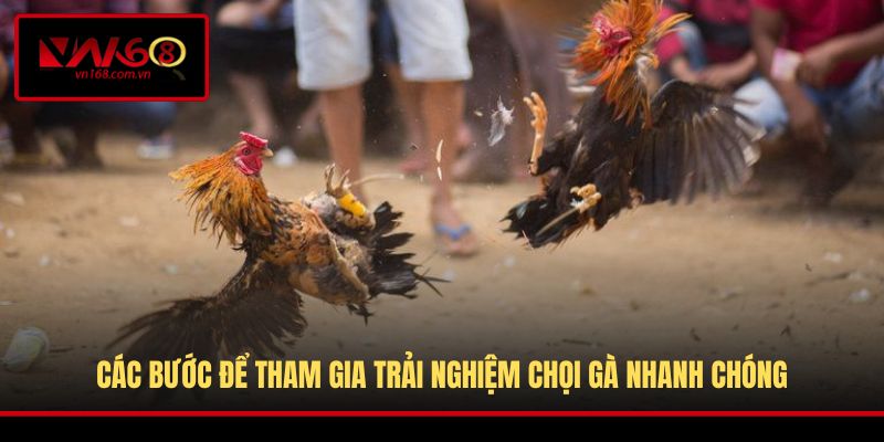 Đá gà Thomo góp mặt nhiều chiến kê khủng