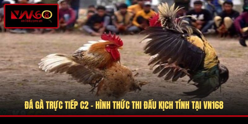 Đá gà trực tiếp C2