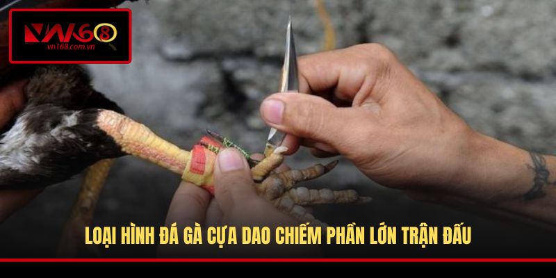 Loại hình đá gà cựa dao chiếm phần lớn trận đấu