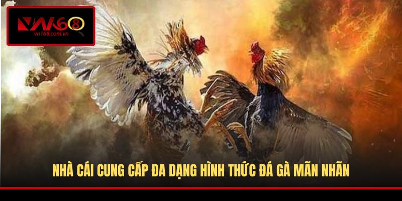 Nhà cái cung cấp đa dạng hình thức đá gà mãn nhãn