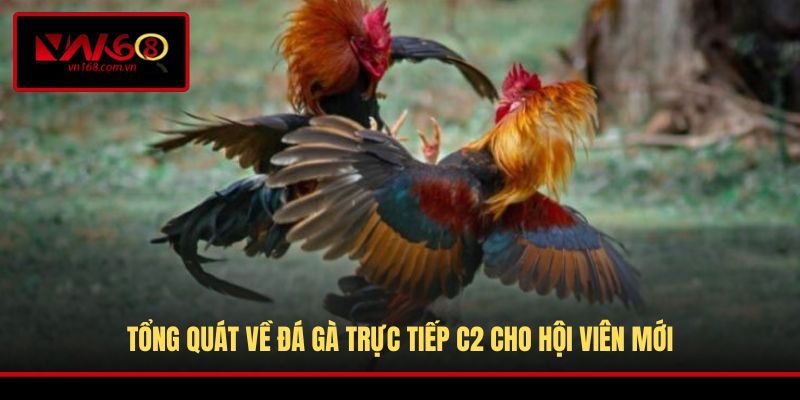 Tổng quát về đá gà trực tiếp C2 cho hội viên mới