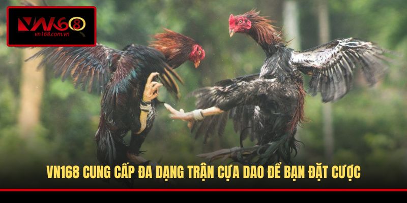 VN168 cung cấp đa dạng trận cựa dao để bạn đặt cược